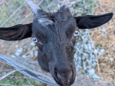 Mini, fainting wether needs rescue