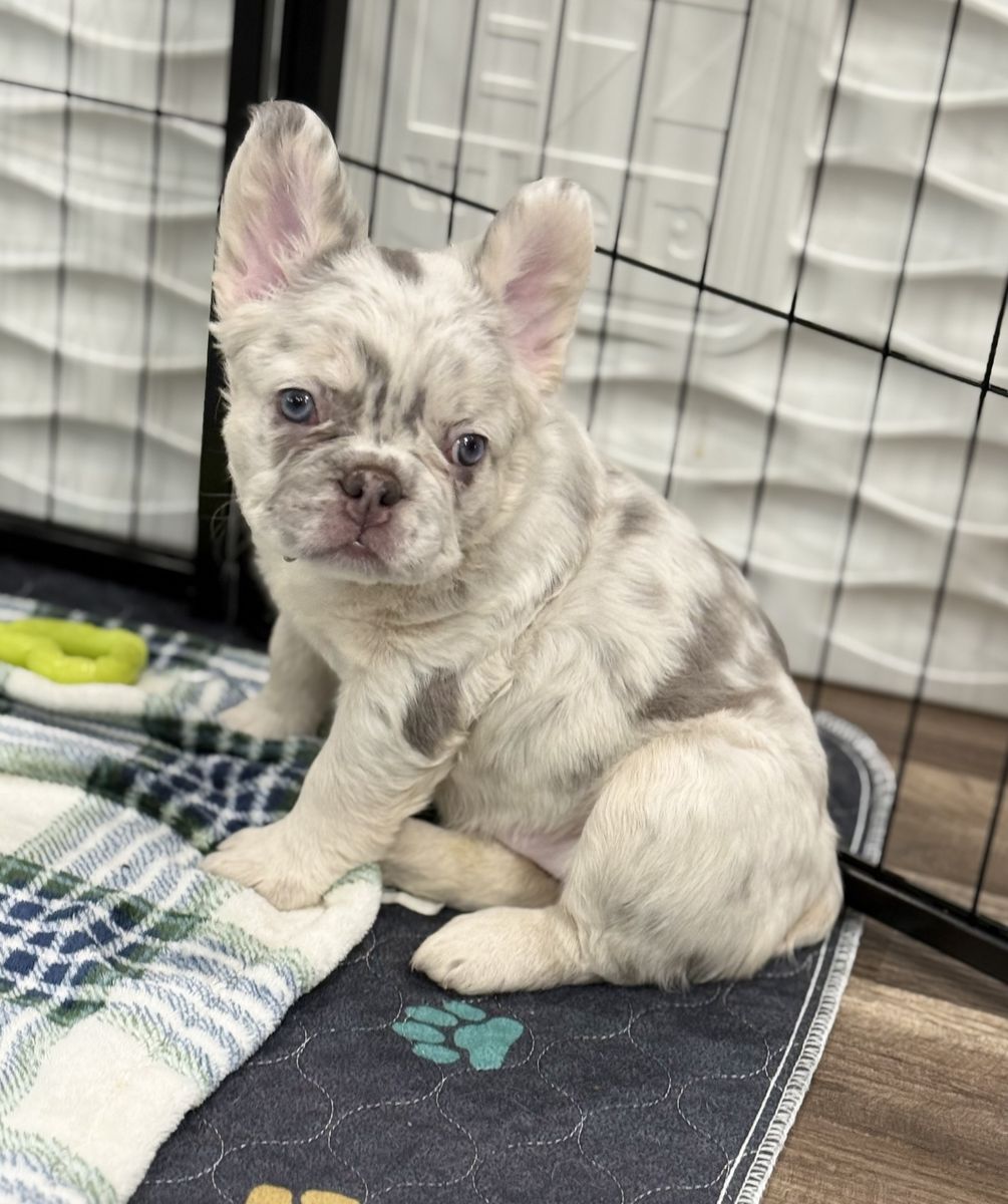 AKC French Bulldog Puppies