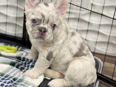 AKC French Bulldog Puppies