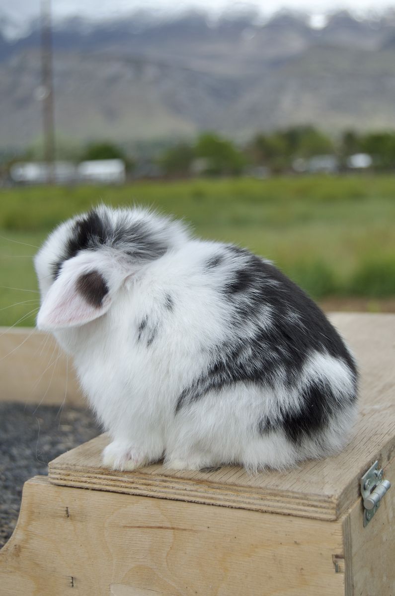 Darling Baby Holland Lop Buck (boy)