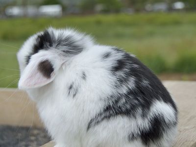 Darling Baby Holland Lop Buck (boy)