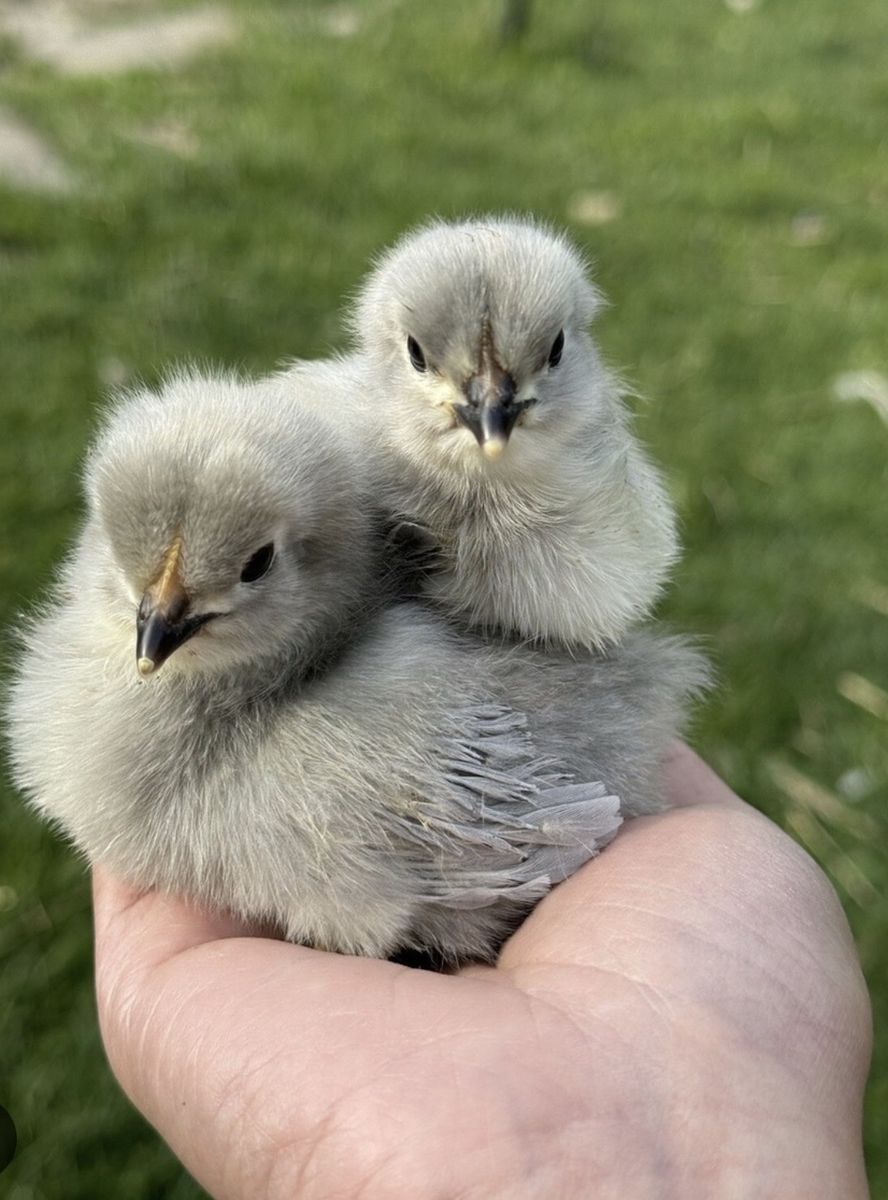 Lavender Orpington Chicks - 1 Week Old