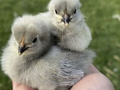 Lavender Orpington Chicks - 1 Week Old