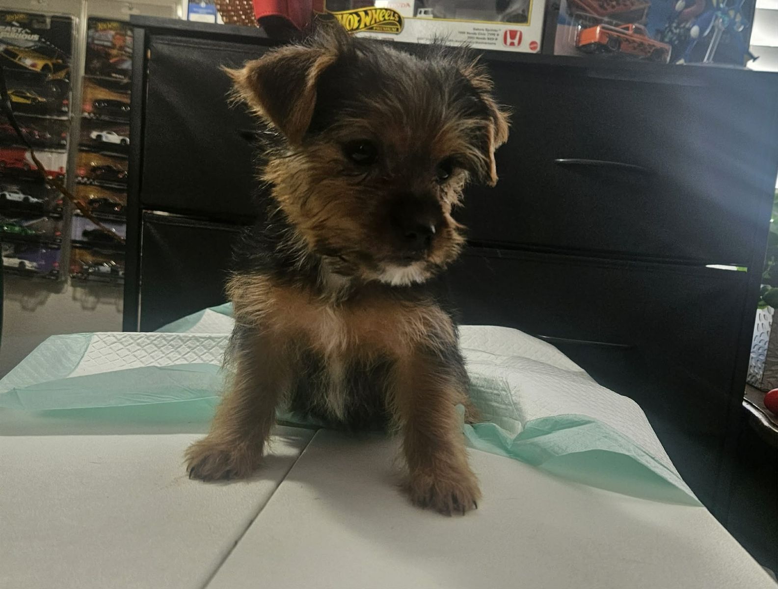 Female Yorkie