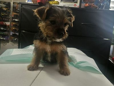 Female Yorkie