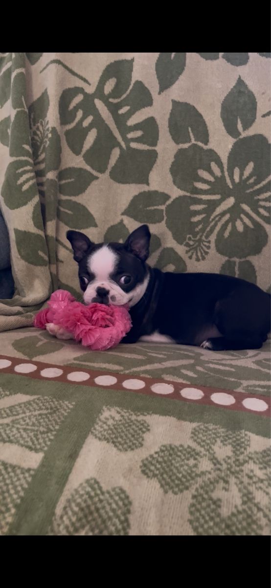 Boston Terrier Puppy’s purebred female 9 weeks