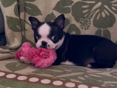 Boston Terrier Puppy’s purebred female 9 weeks