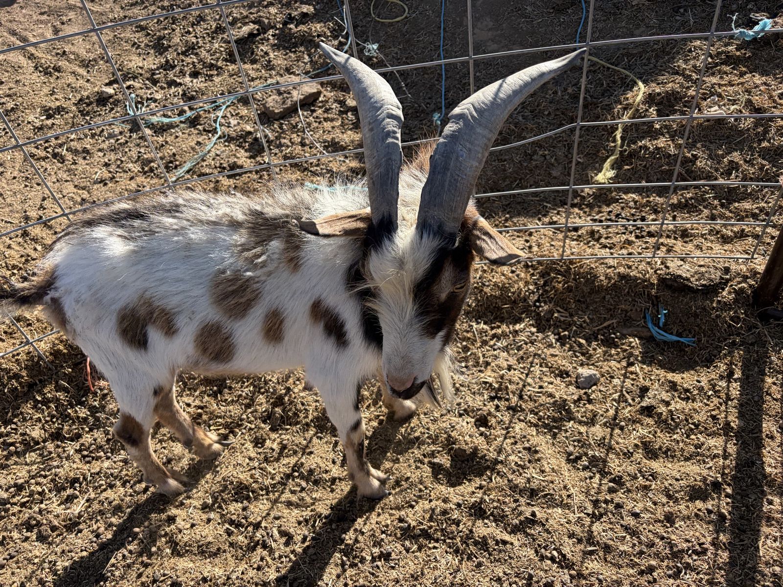 Billy goat for sale