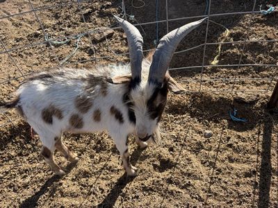 Billy goat for sale