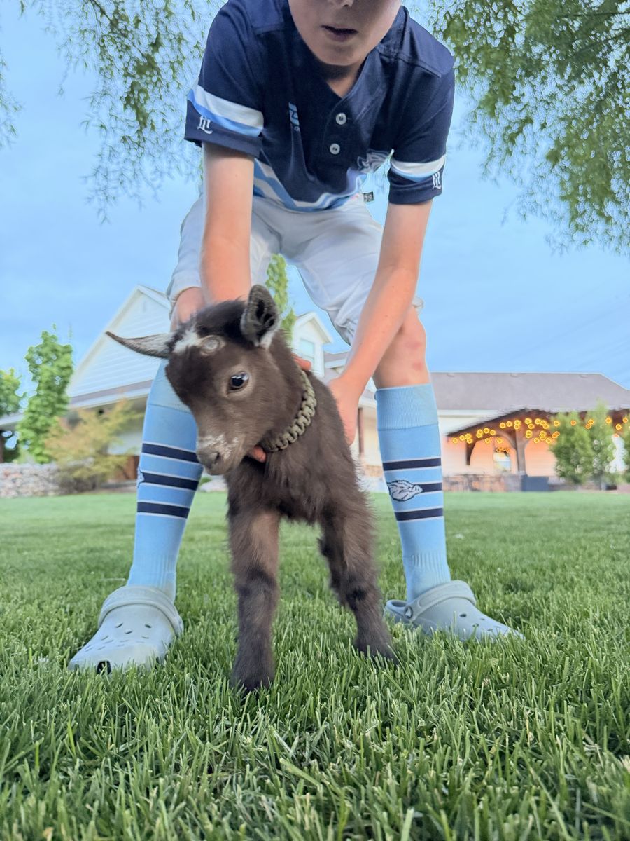 Vaccinated & Dehorned Nigerian Dwarf Buckling - Ready for Your Farm!