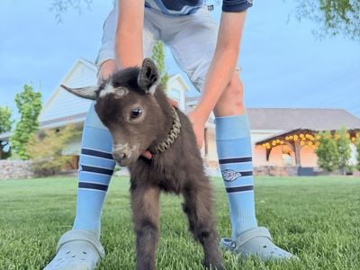 Vaccinated & Dehorned Nigerian Dwarf Buckling - Ready for Your Farm!