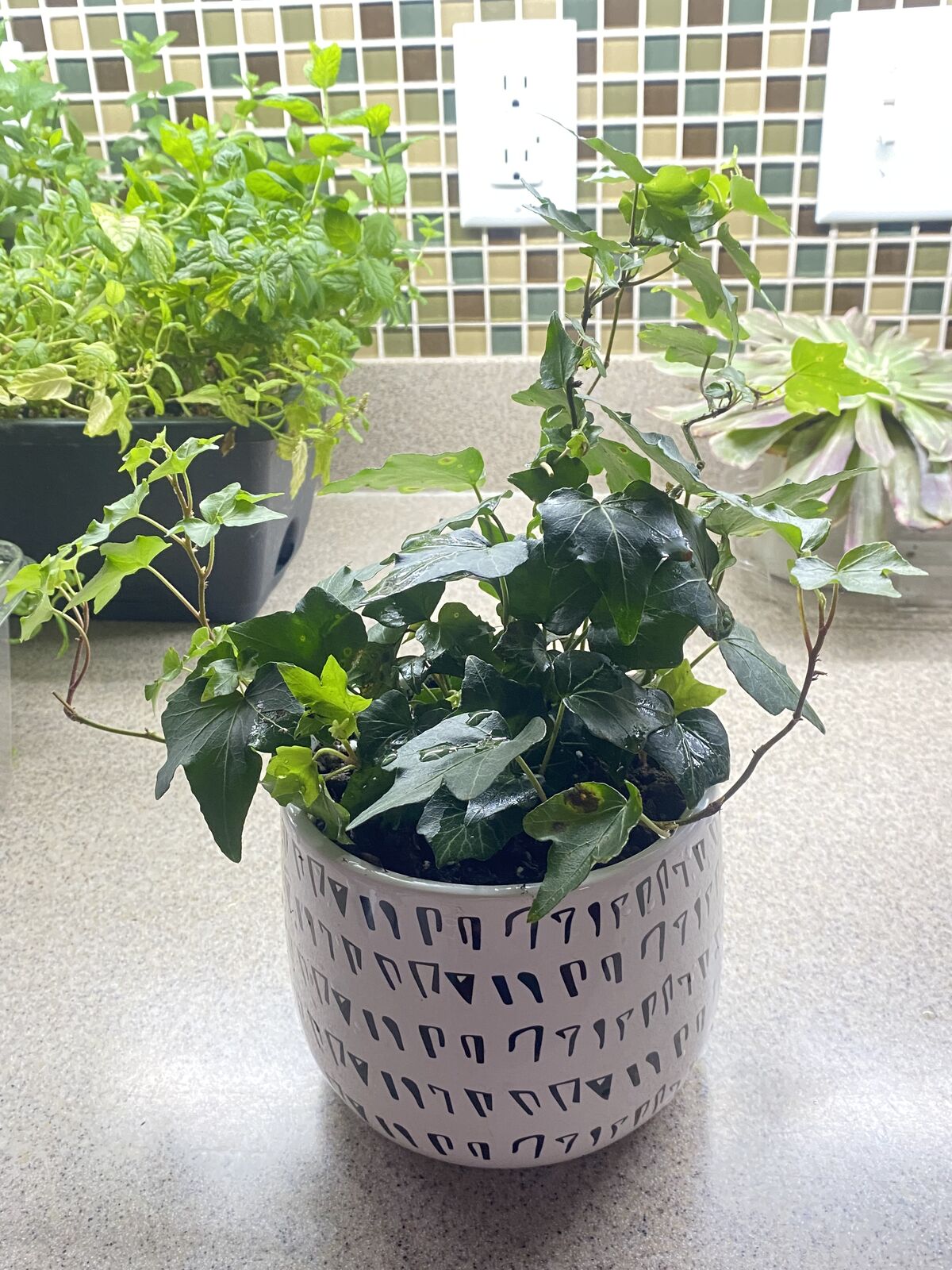 Houseplant English ivy in planter