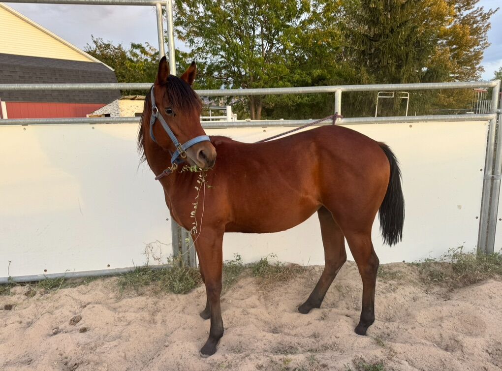 AQHA Registered Bay Filly- Two Eyed / Joe Jack