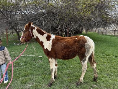 Paint Yearling Filly