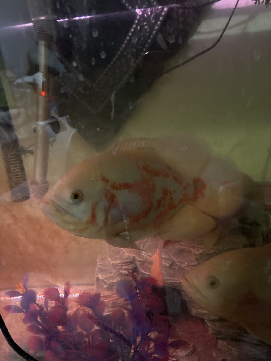 Albino tiger Oscar