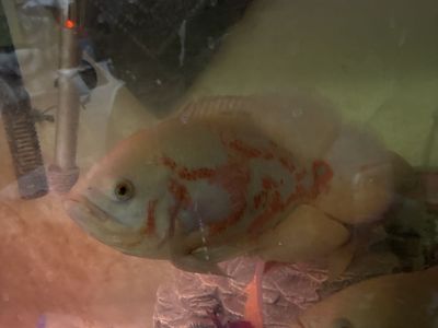 Albino tiger Oscar