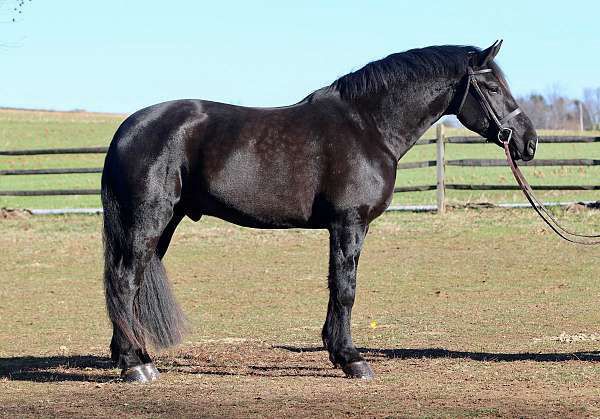 Black Friesian Gelding