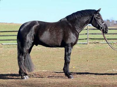 Black Friesian Gelding