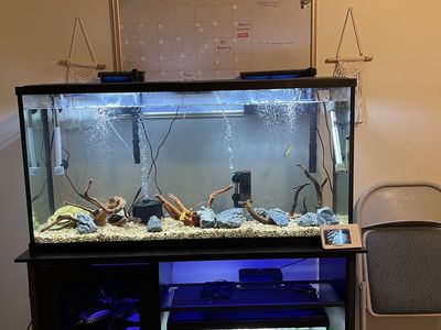 55 gallon fish tank/with 55-75 gallon stand