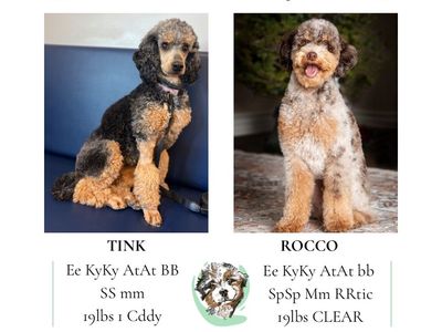 Moyen Poodle Puppies - Roan, Red, Tri Merle, Abstract Phantom