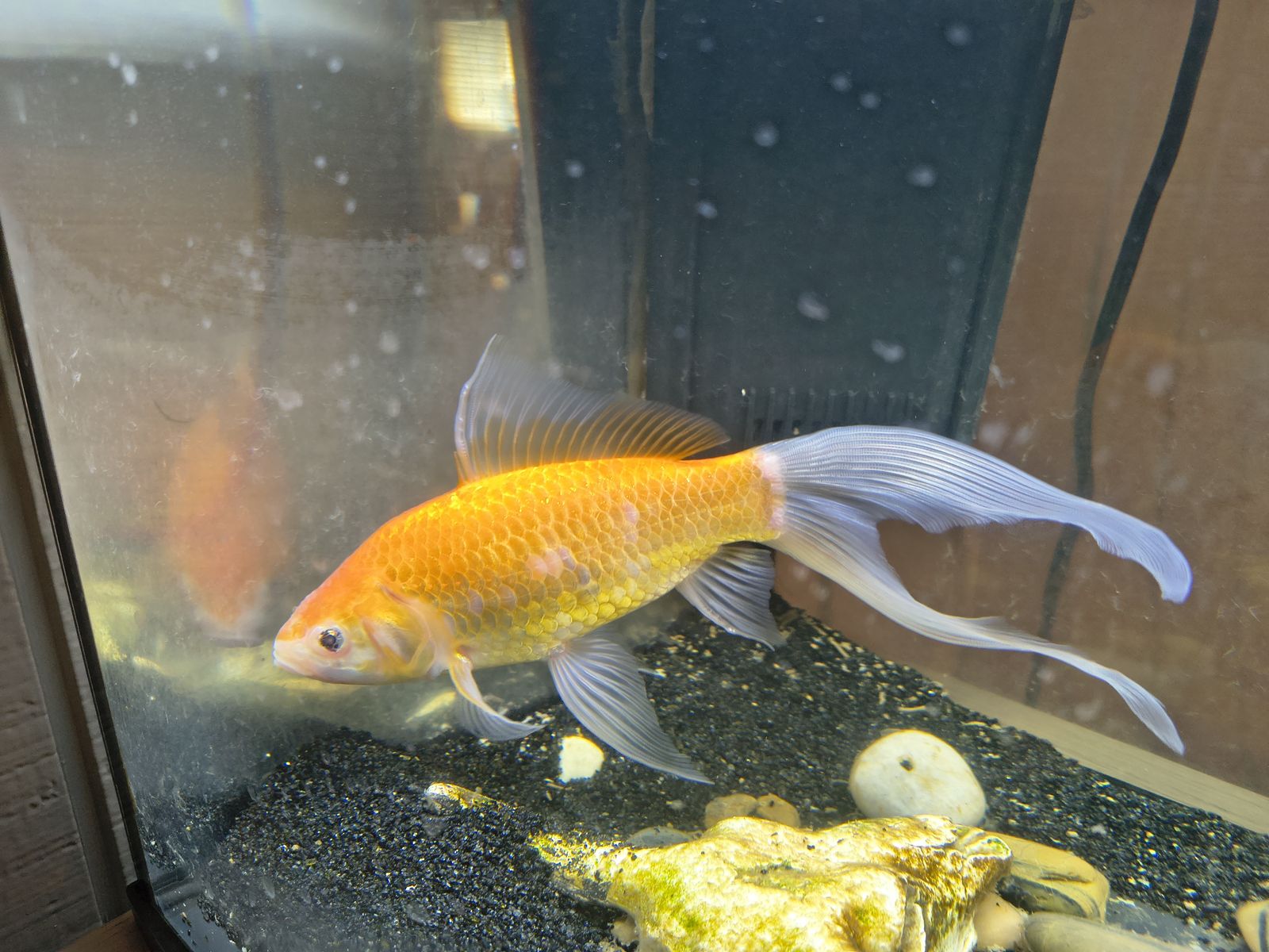 FREE Fishy Friend