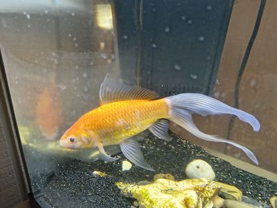 FREE Fishy Friend