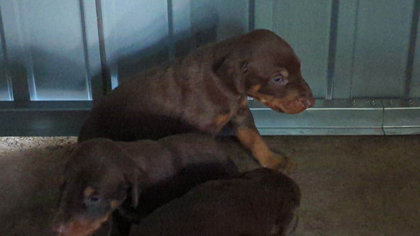 AKC Doberman Puppies