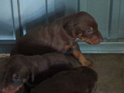 AKC Doberman Puppies