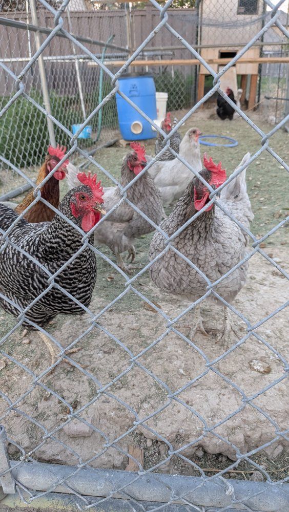 chickens