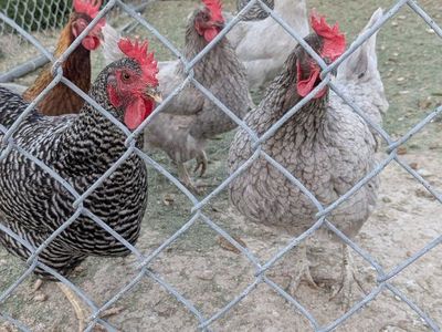 chickens