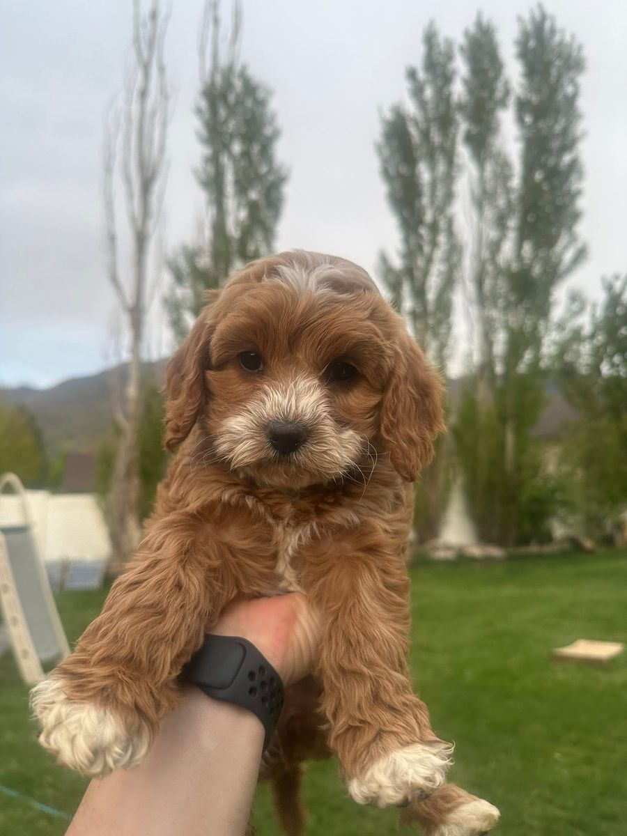 READY NOW cavapoo pups ! Price reduced by $500