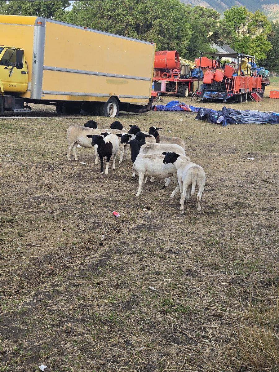 Dorper lamb 