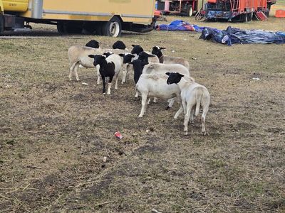 Dorper lamb