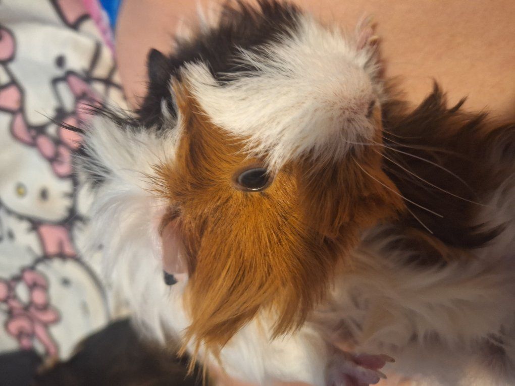 guinea pigs
