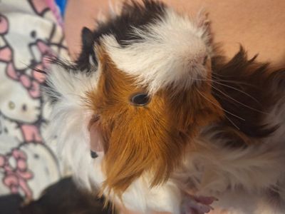 guinea pigs