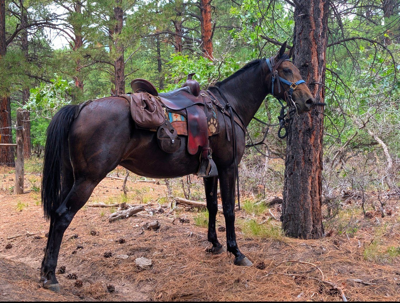 8-Year-Old Single Footing Buckskin Smooth Gaited mare. 14.3 hands. Well Trained.