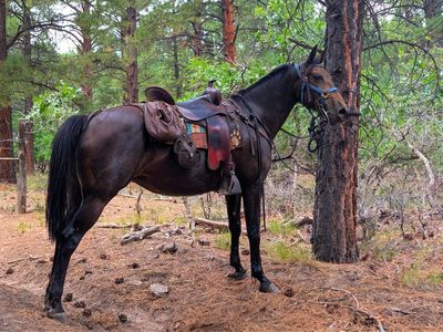 8-Year-Old Single Footing Buckskin Smooth Gaited mare. 14.3 hands. Well Trained.