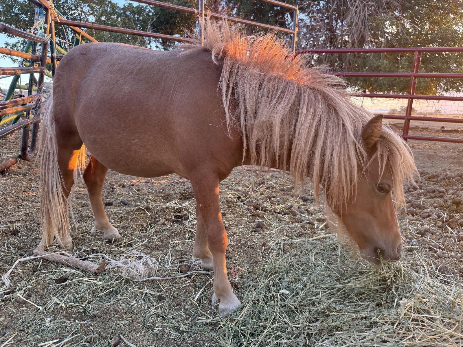 Mini colt