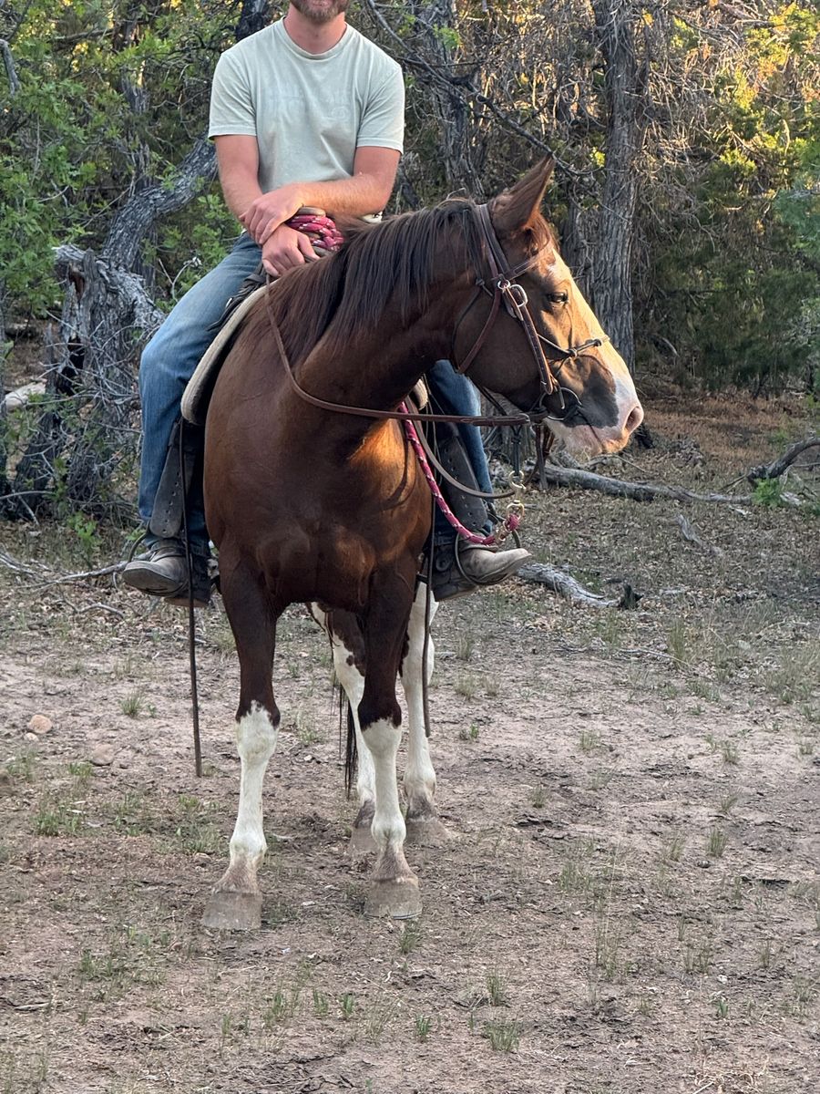 Cute Mare