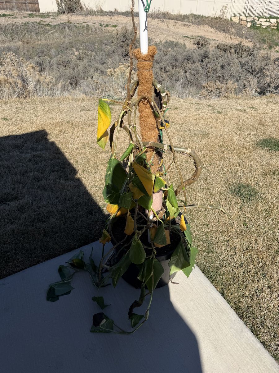 Struggling Pothos