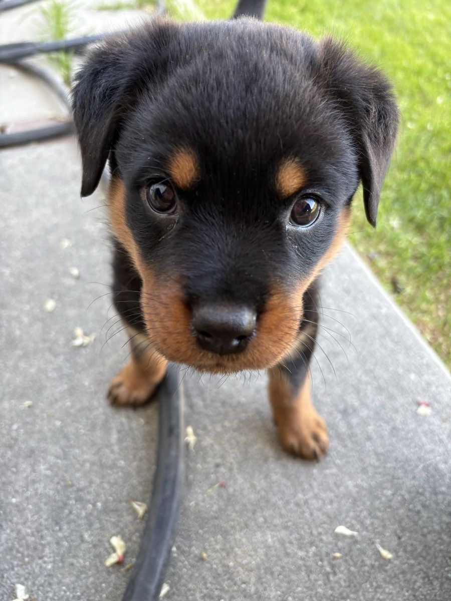 Rottweiler
