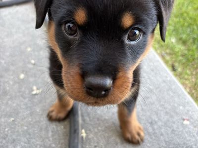 Rottweiler