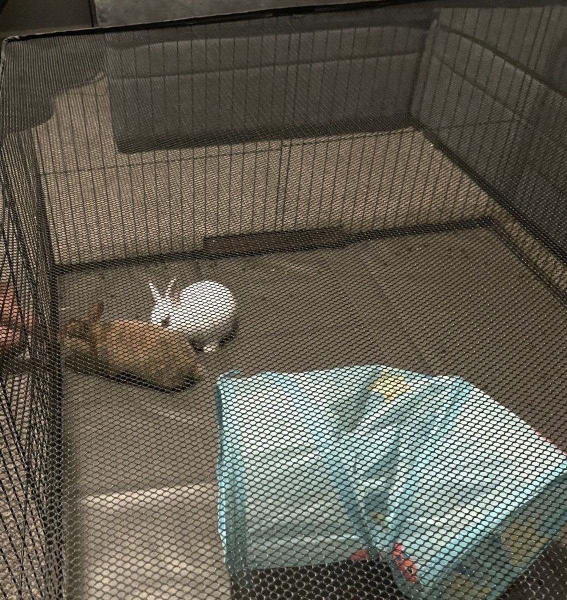 Pet Cage