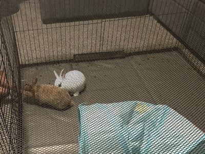 Pet Cage