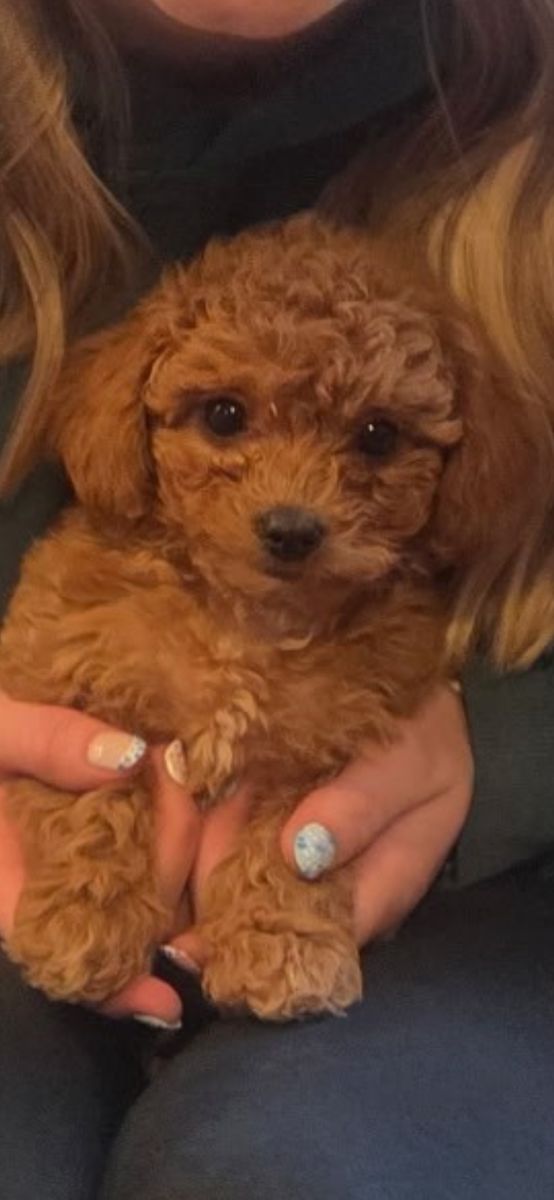 Micro Mini Goldendoodle