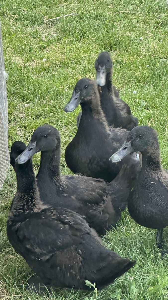 Cayuga x Pekin