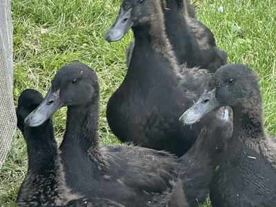 Cayuga x Pekin