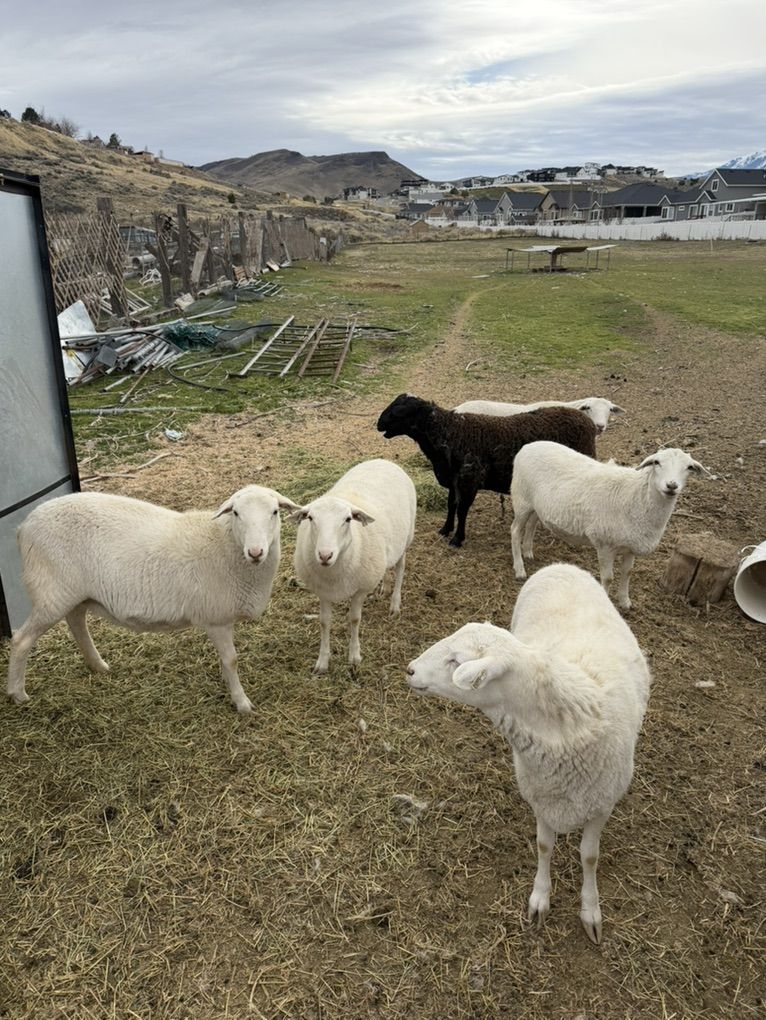 Full Breed Royal White Ewes - Pregnant Hair Sheep