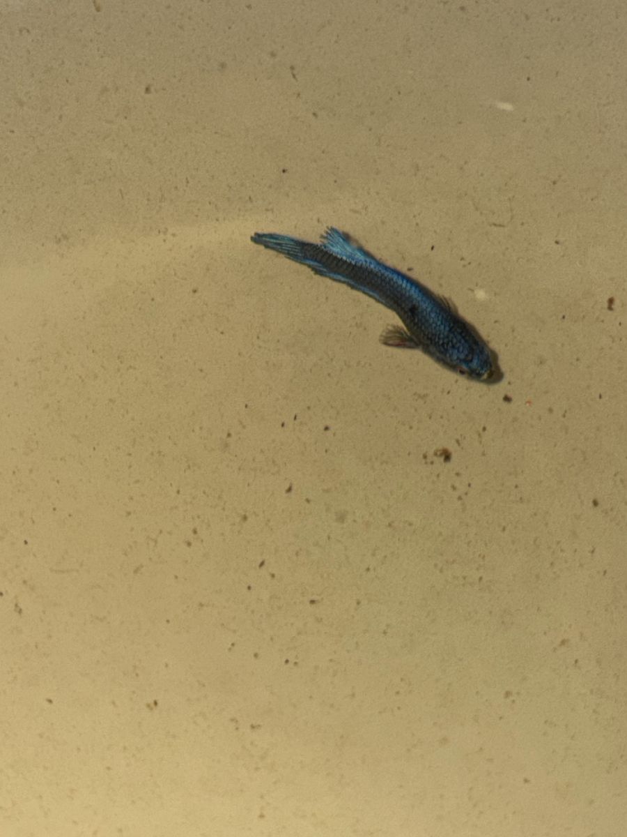 Free Betta Fish
