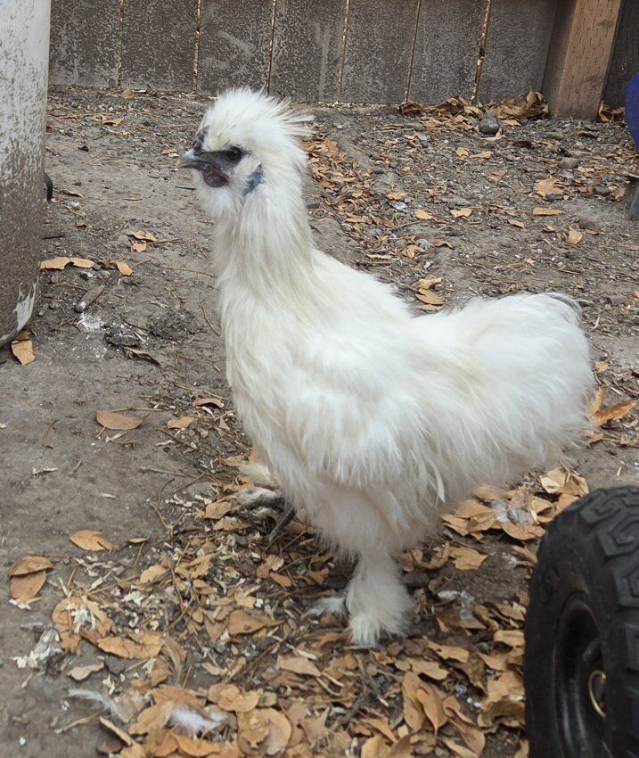 Paint silkie breeding group